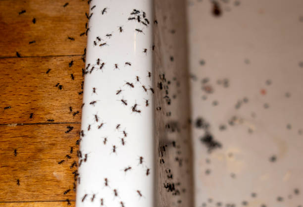 Best Pest Control for Restaurants  in Lake Shastina, CA