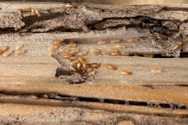 Best Wildlife Control Services  in Lake Shastina, CA