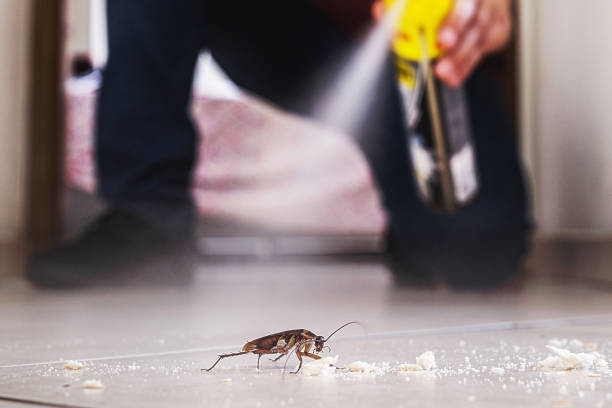 Best Mosquito Control Services  in Lake Shastina, CA